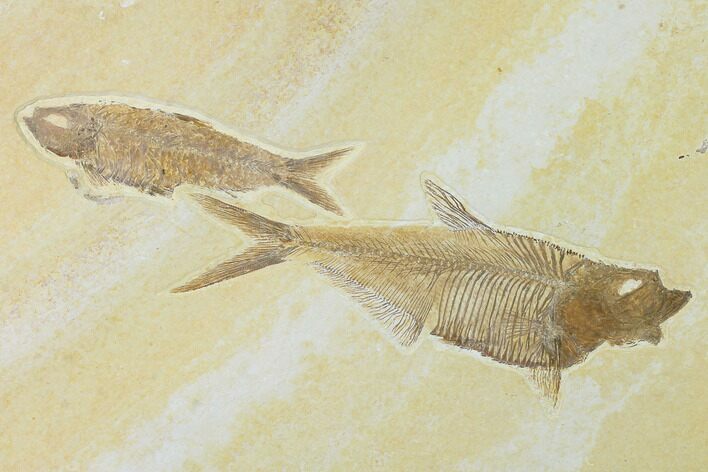 Diplomystus With Knightia Fossil Fish - Green River Formation #137981